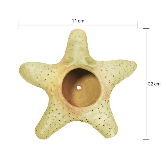 Celestial Starfish