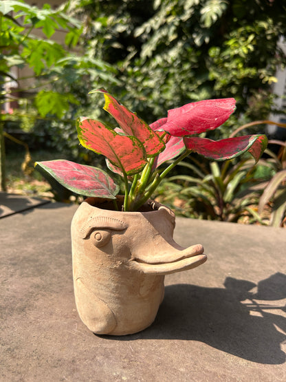 Mini Flora-Fin Dolphin